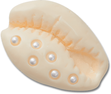 Pearl Puka Shell